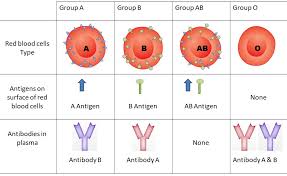 Extraordinary Blood Type Antigen Chart Blood Type A Antigens