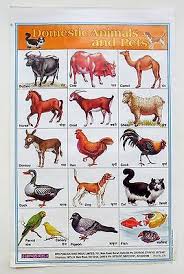 India School Chart Poster Print Domestic Animals And Pets Ct85 Ebay