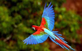 flying colorful parrot free desktop