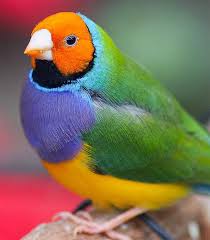 gouldian finch colorful bird of