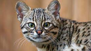 10 small exotic cats that are legal to