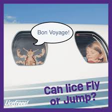 can lice fly or jump licefreee