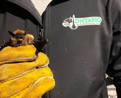 Signs You Might Have A Bats In Your Attic