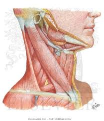 The human muscular system anatomy detailed diagram 20. Muscles Of Neck Lateral View
