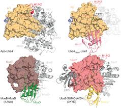 Последние твиты от the scp foundation (@scpwiki). Molecular Basis For The Bifunctional Uba4 Urm1 Sulfur Relay System In Trna Thiolation And Ubiquitin Like Conjugation The Embo Journal
