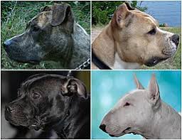 Quick summary below are a few quick comparisons between the two breeds. Bull Type Terriers Wikipedia