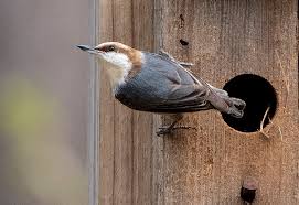 brown headed nuthatch nature of the