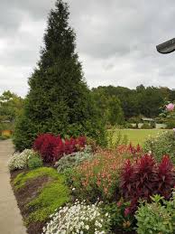 Thuja Arborvitae Green Giant