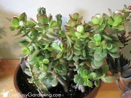 jade plant care guide how to grow
