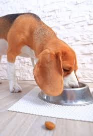 The key difference between a standard diet and a diabetic diet is the use of carbohydrates. Diabetic Dog Food What S The Best Choice For Your Pet