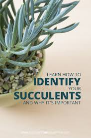 Identify What Types Of Succulents You Own Succulents And