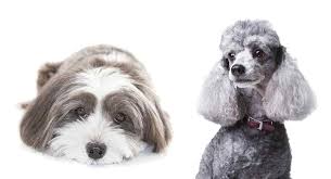 It was created in 2003 but before that, it has been operating since 2000. Havapoo Is The Adorable Havanese Poodle Mix Right For You