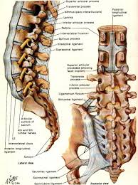 spinal stenosis คือโรค