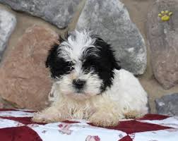 Currently, the havanese poodle mix is recognized only by the following organizations as with any mixed breed, it's impossible to predict which parent the puppies will come out looking like. Falcon Havanese Maltese Mix Puppy For Sale In Beach City Oh Happy Valentines Day Happyvalentinesday2016i