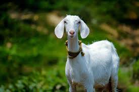 backyard farmer introduction to goat s
