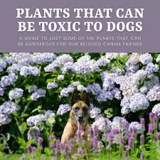 dangerous plants for dogs pethelpful