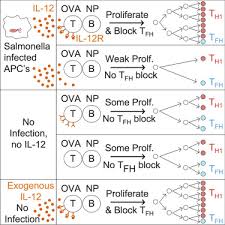 Il 12 Blocks Tfh Cell Differentiation During Salmonella