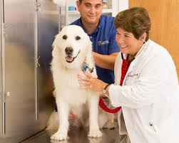 Serving local pet lovers since 2000. Williamsburg Va Dog Health Pet Health Williamsburg Va Veterinarian Godspeed Animal Care