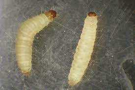 small white worms in or under clothes