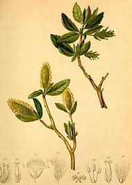 Salix waldsteiniana — Wikipédia