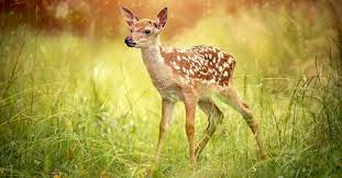 Baby Deer 6 Fawn Pictures 6 Facts