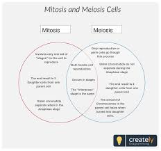Meiosis Venn Diagram Biology Terms Get Rid Of Wiring
