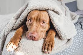 Wash Your Dog S Blankets