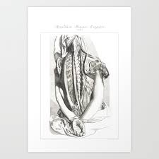 It's a 3d printer that can craft relatively simple tissues like cartilage into large complex shapes—like an infant's ear. Human Anatomy Art Print Bones Back Muscle Vintage Anatomy Doctor Medical Art Antique Book Plate Art Print By Frenchfineart Society6