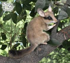 garden dormouse by yulia leonovich tedsby