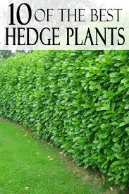 A hedge fence is a great way to make a natural barrier in your yard to provide privacy, reduce wind i planted a new grysellina hedge 12 months ago. Top 13 Best Hedge Plants By Zone Garden Lovin Natural Fence Fence Landscaping Hedges Landscaping