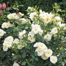 groundcover rose white flower