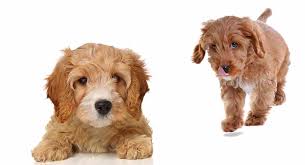 Why buy a cockapoo puppy for sale if you can adopt and save a life? Cavapoo Versus Cockapoo Key Similarities And Differences