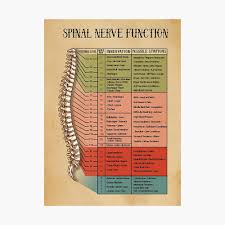 The muscles of the back that work together to support the spine, help keep the body upright and allow twist and bend in many directions. Spinal Nerve Function Chart Root Chart Chiropractic Osteopathy Bowen Massage Poster By Lemongroves Redbubble