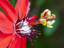 Image result for passion flower jigsaw puzzle