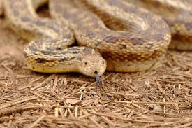 Gopher snakes are the largest snakes in kansas reaching lengths of up to 8 ft. How To Identify Types Of Gopher Snakes Terminix