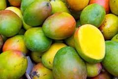 mango-tropik-meyve-mi