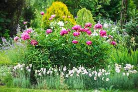 18 Best Companion Plants For Peonies