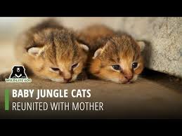 baby jungle cats reunited with mother