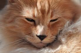 Cats can become such an intrinsic part of our lives that cat euthanasia is a very personal, very intimate decision. Cat Euthanasia Home Pet Euthanasia Of Southern California
