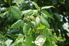 identify poison ivy rash and plants