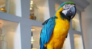 Bird Body Language How To Understand What Your Parrot Or