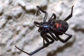 The black widow spider delivers the most toxic spider bite in the united states. Black Widow Spider Poisoning In Dogs Symptoms Causes Diagnosis Treatment Recovery Management Cost