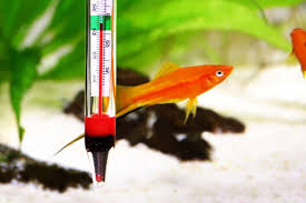 aquarium thermometer guide fish
