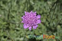 Scabiosa cretica ssp. cretica (Balearic Pincushion Flower ...