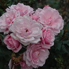 flower carpet appleblossom rose rosa