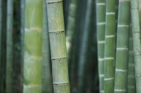 Grow Bamboo In The Garden Conkers