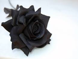 blue black roses do black roses