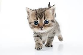 cute kitten images