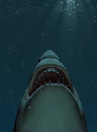 top 10 amazing shark facts terra by