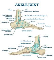 Ligaments keep your bones connected to one another and help keep your skeleton connected and stable. Ligaments In The Foot Joi Jacksonville Orthopaedic Institute